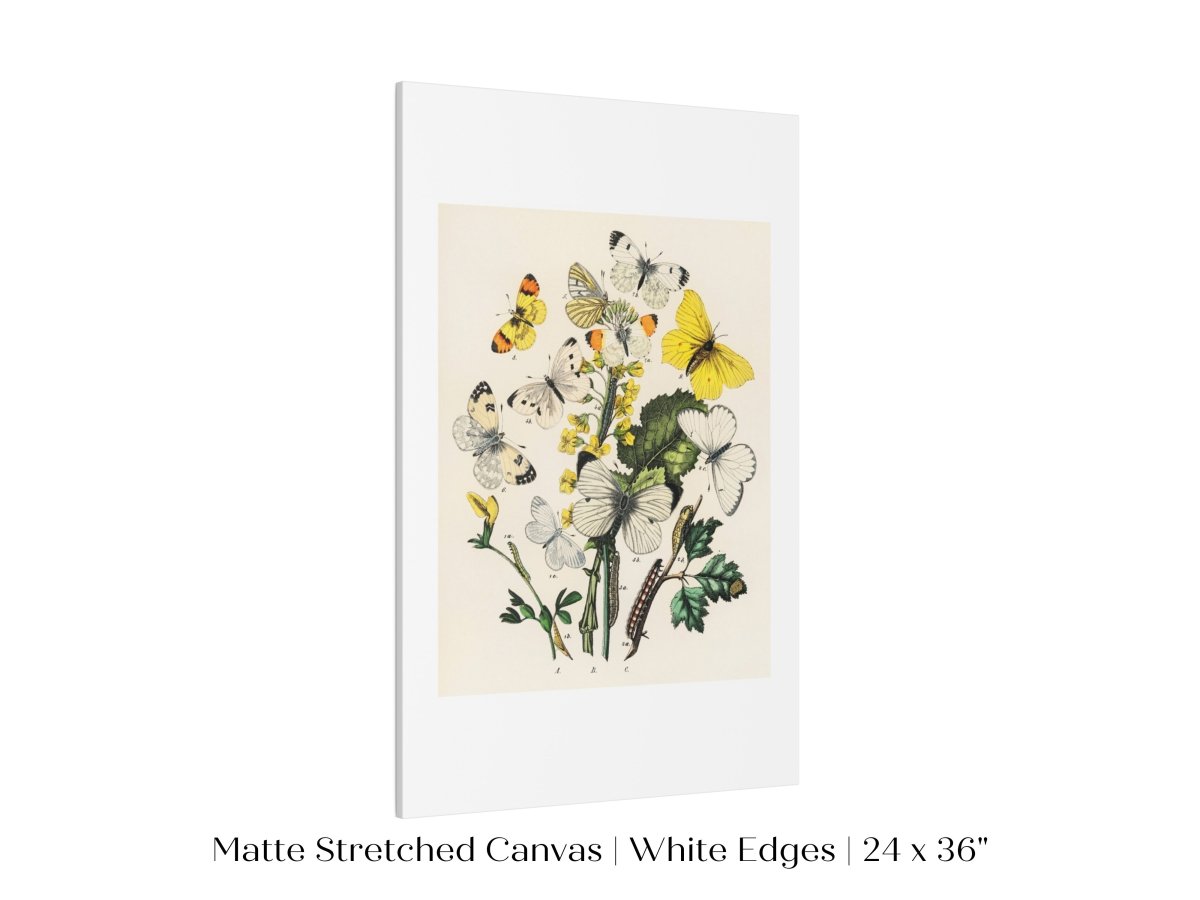 Butterflies and Caterpillars | P41 - Single Art Prints - Piccolo Fiore Prints