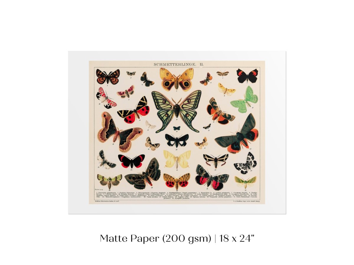 Butterflies and Moths Illustration | P81 - Single Art Prints - Piccolo Fiore Prints