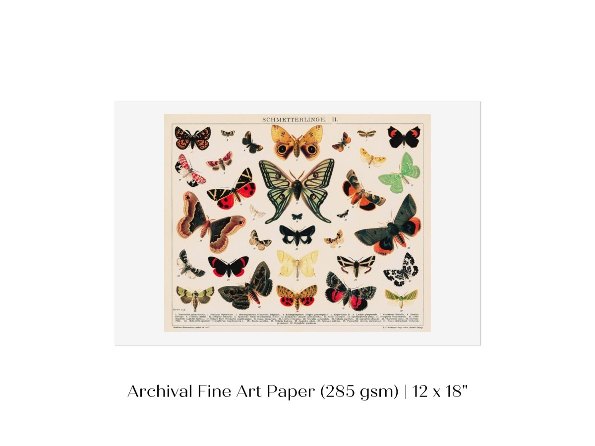 Butterflies and Moths Illustration | P81 - Single Art Prints - Piccolo Fiore Prints