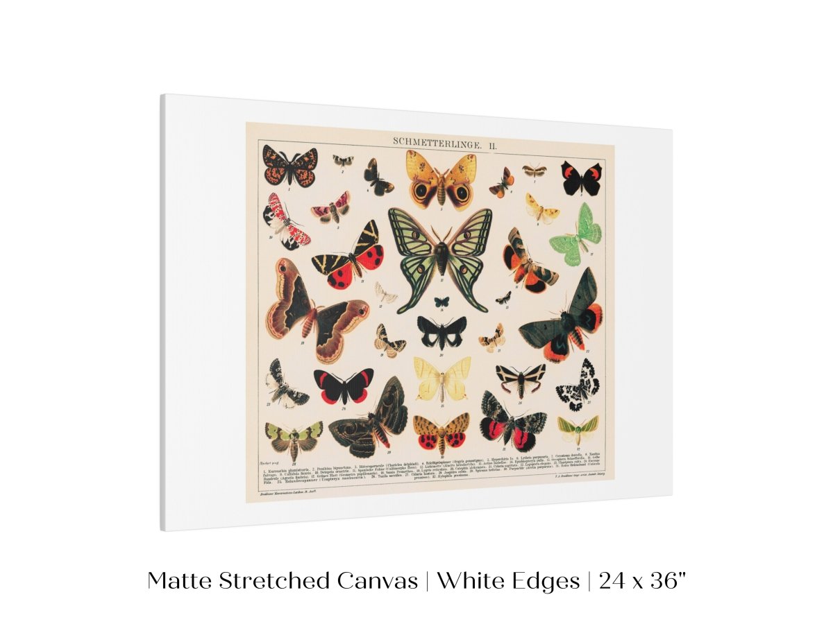Butterflies and Moths Illustration | P81 - Single Art Prints - Piccolo Fiore Prints