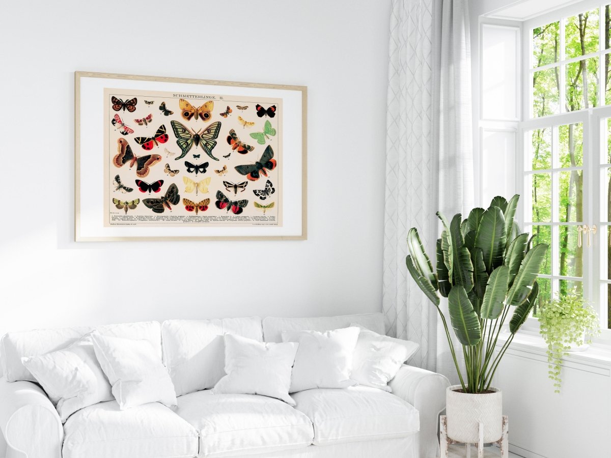 Butterflies and Moths Illustration | P81 - Single Art Prints - Piccolo Fiore Prints