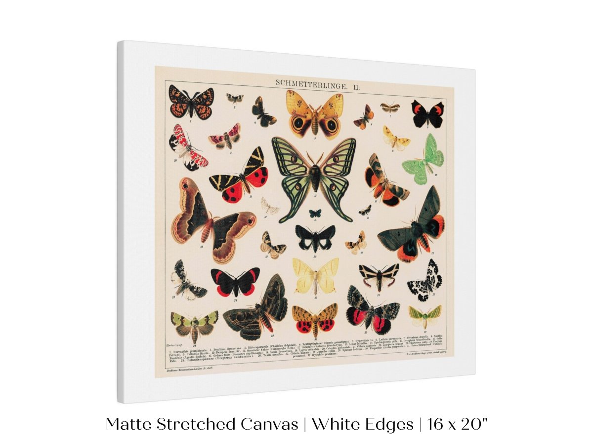 Butterflies and Moths Illustration | P81 - Single Art Prints - Piccolo Fiore Prints