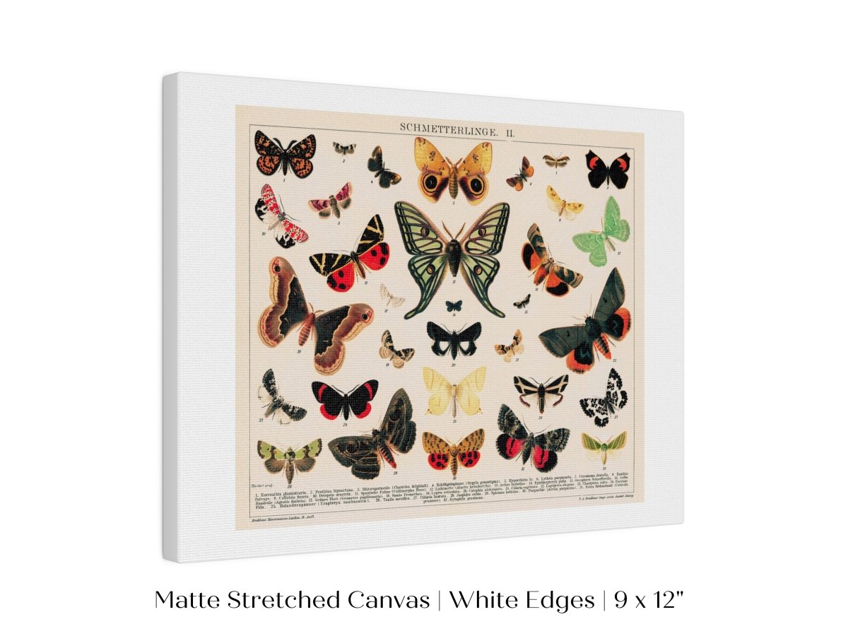 Butterflies and Moths Illustration | P81 - Single Art Prints - Piccolo Fiore Prints