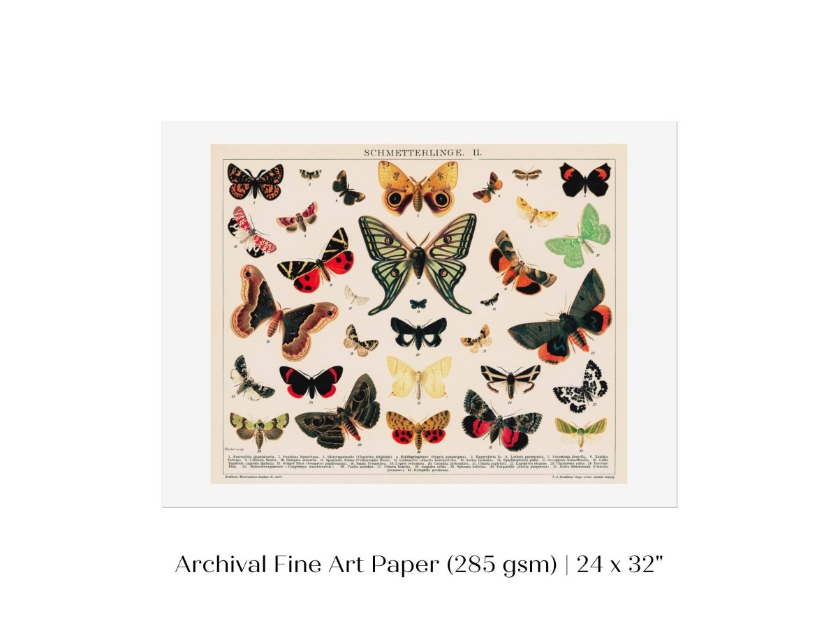 Butterflies and Moths Illustration | P81 - Single Art Prints - Piccolo Fiore Prints