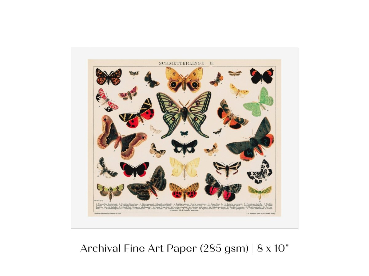 Butterflies and Moths Illustration | P81 - Single Art Prints - Piccolo Fiore Prints
