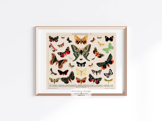 Butterflies and Moths Illustration | P81 - Single Art Prints - Piccolo Fiore Prints