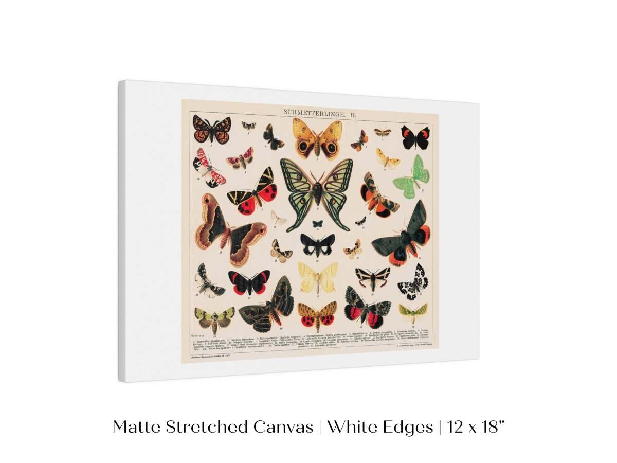 Butterflies and Moths Illustration | P81 - Single Art Prints - Piccolo Fiore Prints