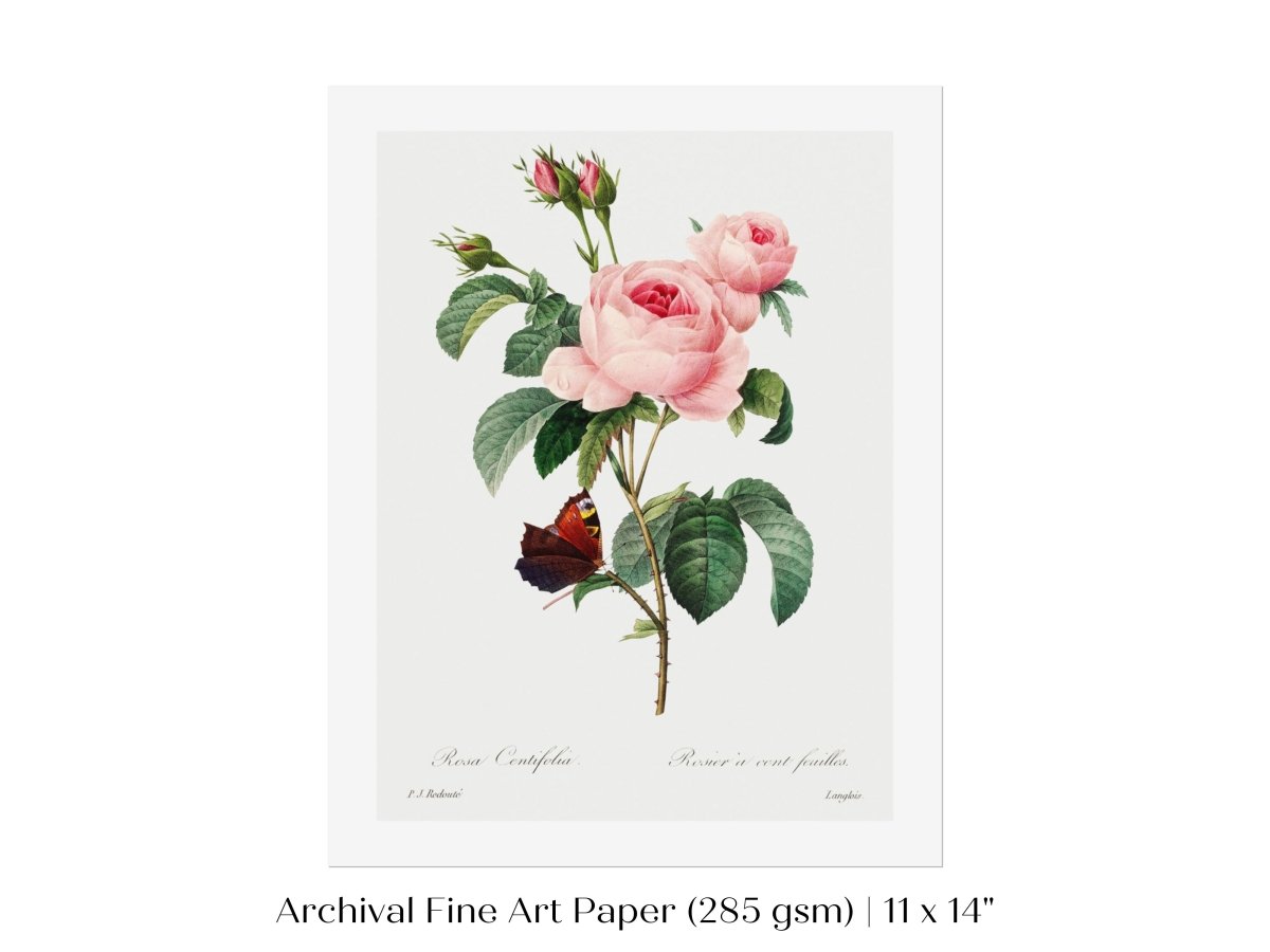 Cabbage Rose Illustration | P558 - Single Art Prints - Piccolo Fiore Prints
