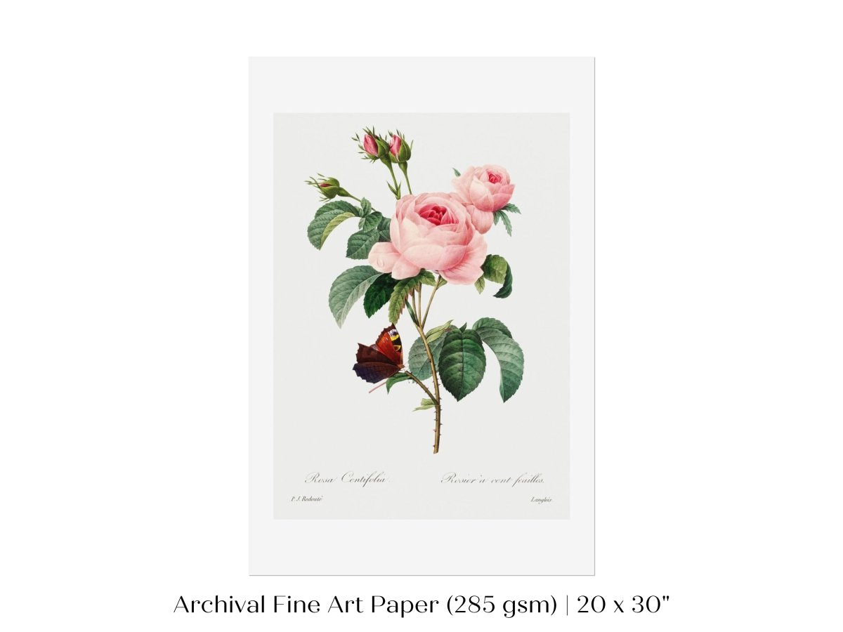 Cabbage Rose Illustration | P558 - Single Art Prints - Piccolo Fiore Prints