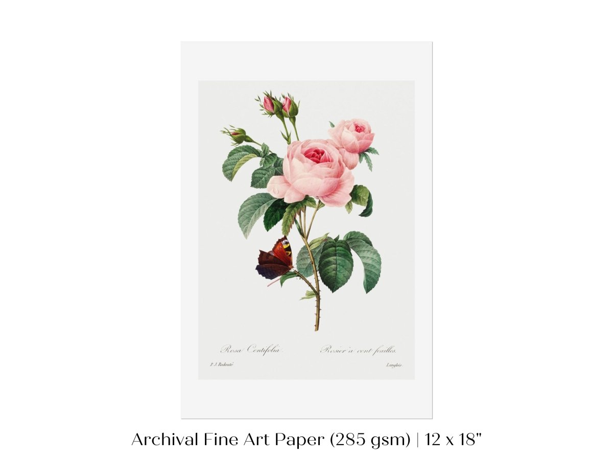 Cabbage Rose Illustration | P558 - Single Art Prints - Piccolo Fiore Prints