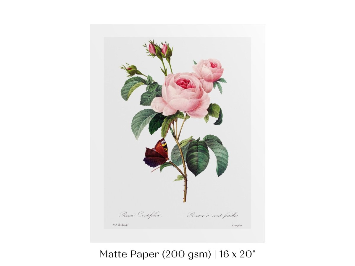 Cabbage Rose Illustration | P558 - Single Art Prints - Piccolo Fiore Prints