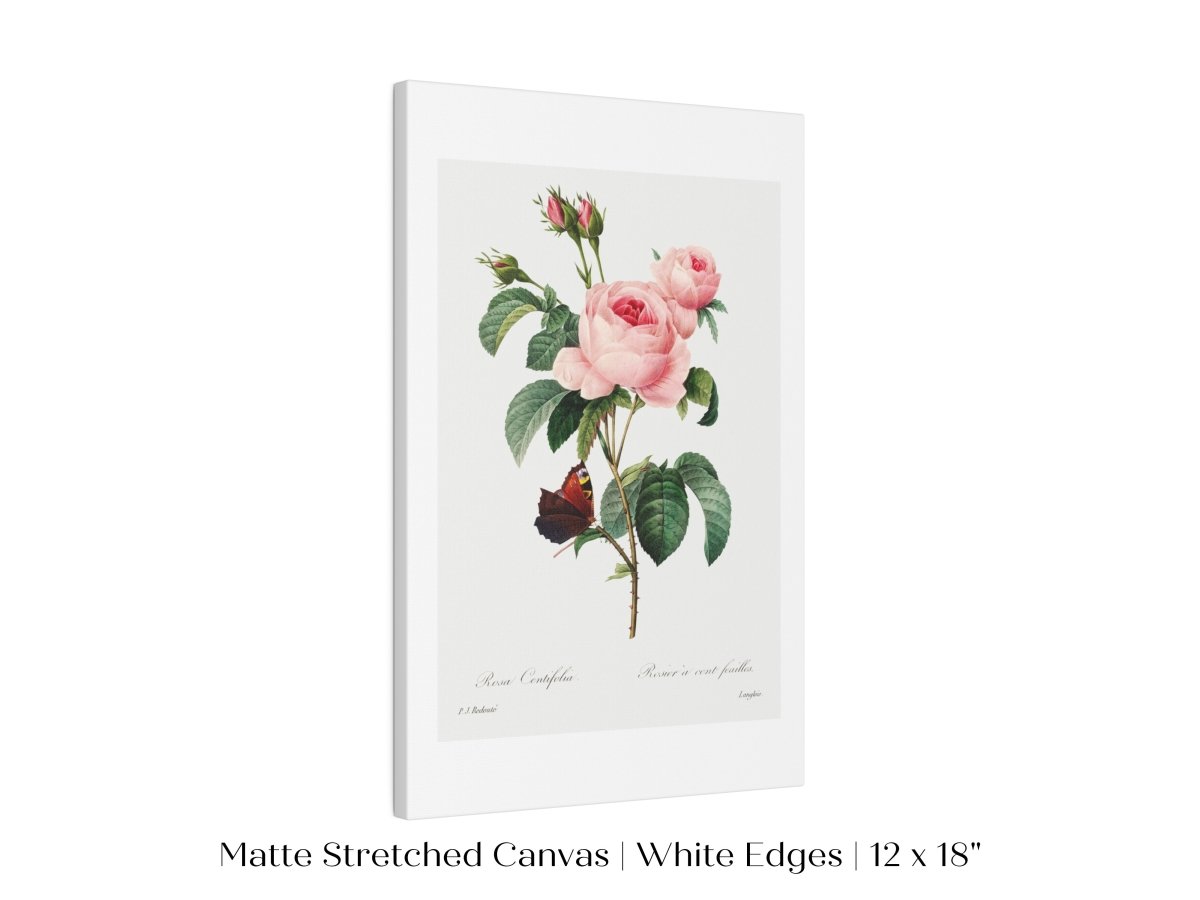 Cabbage Rose Illustration | P558 - Single Art Prints - Piccolo Fiore Prints