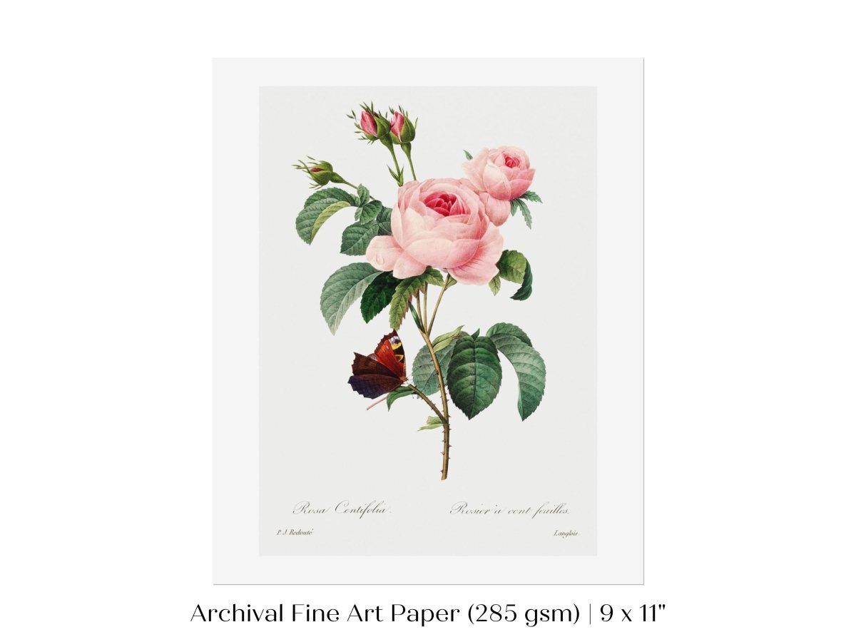 Cabbage Rose Illustration | P558 - Single Art Prints - Piccolo Fiore Prints