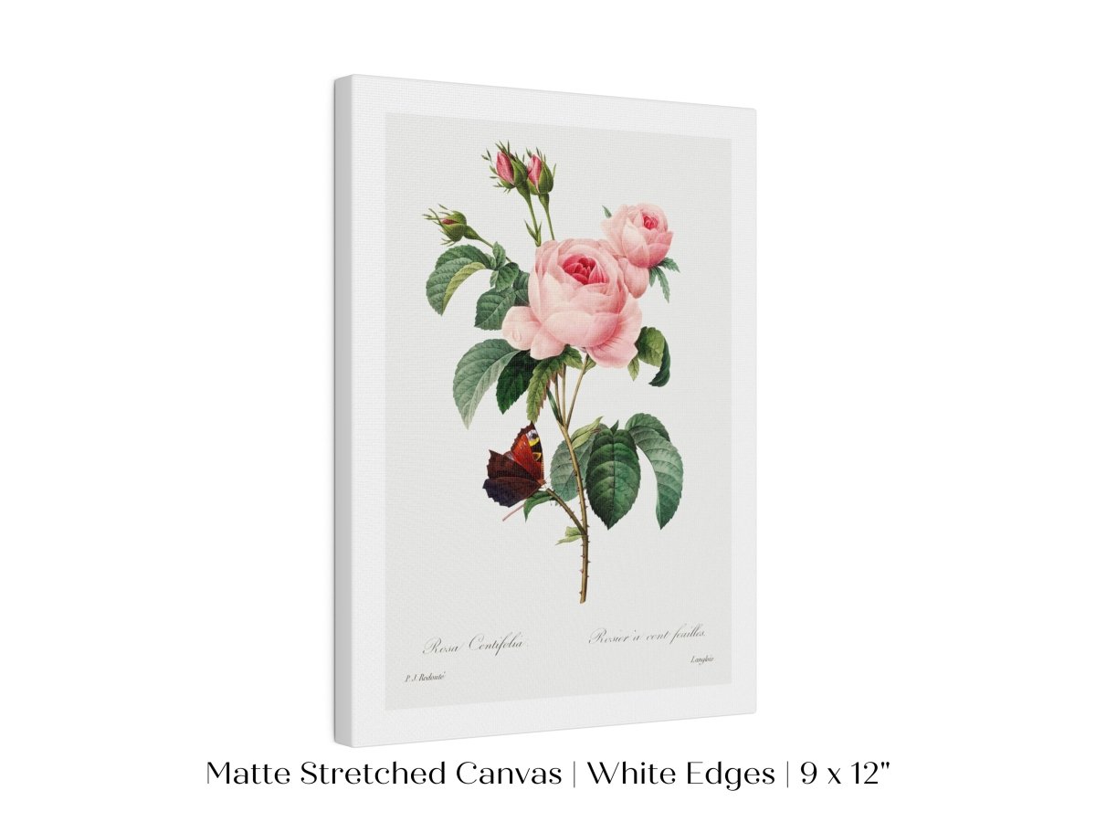 Cabbage Rose Illustration | P558 - Single Art Prints - Piccolo Fiore Prints