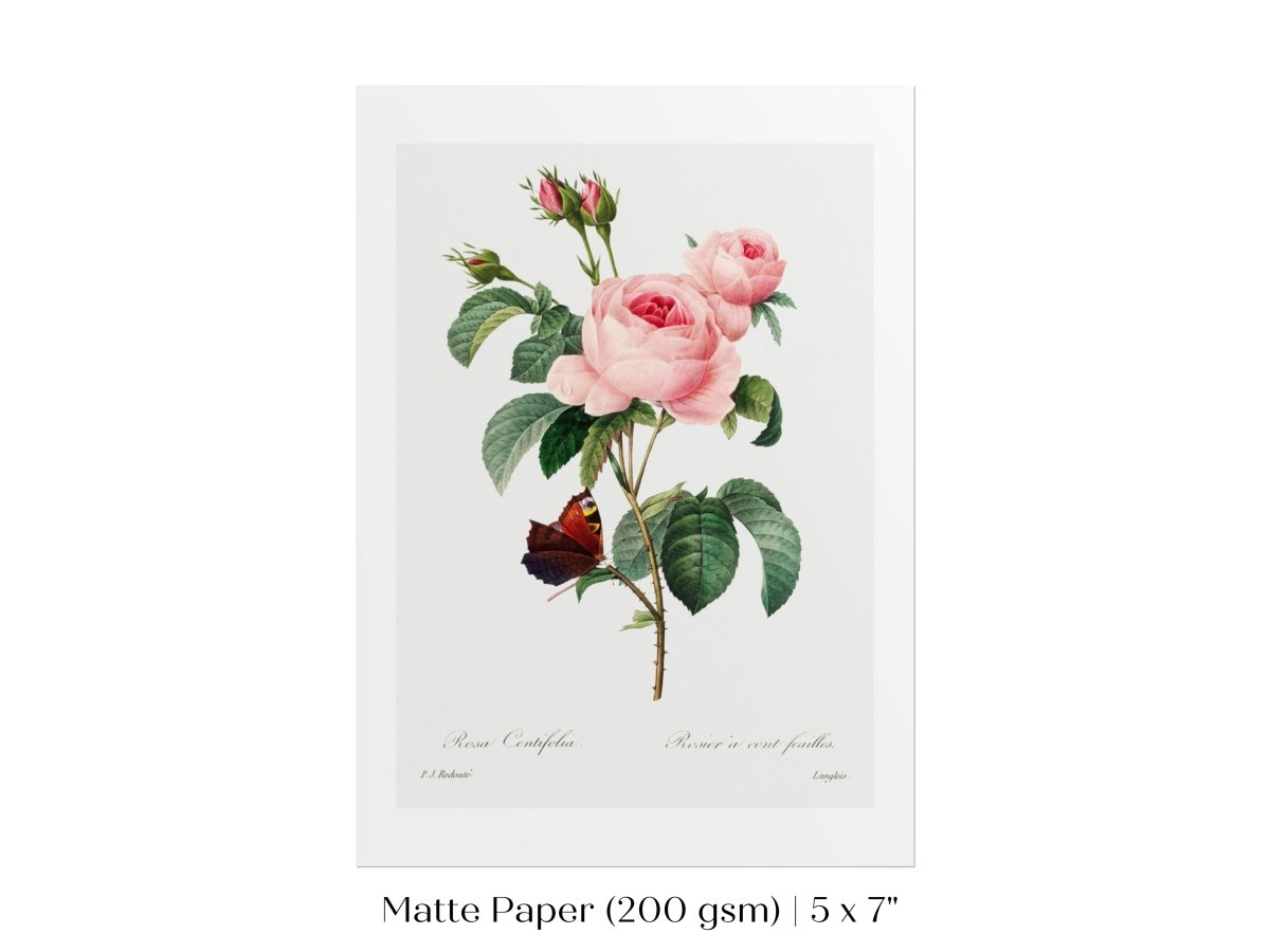 Cabbage Rose Illustration | P558 - Single Art Prints - Piccolo Fiore Prints