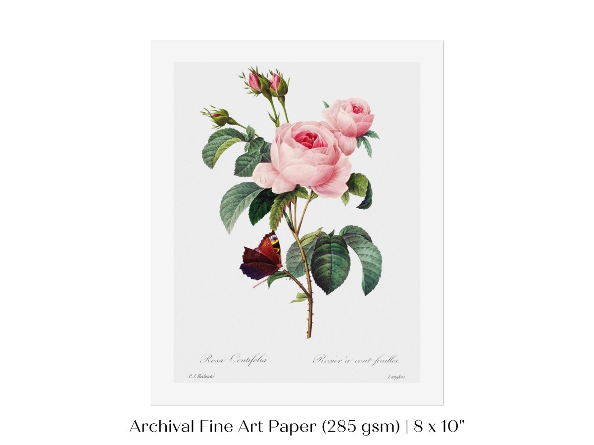 Cabbage Rose Illustration | P558 - Single Art Prints - Piccolo Fiore Prints