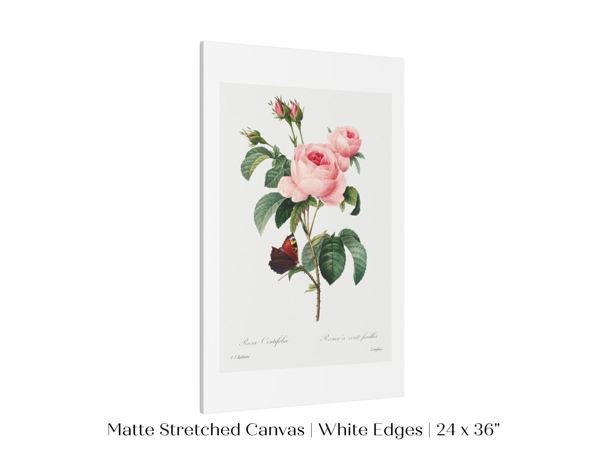 Cabbage Rose Illustration | P558 - Single Art Prints - Piccolo Fiore Prints