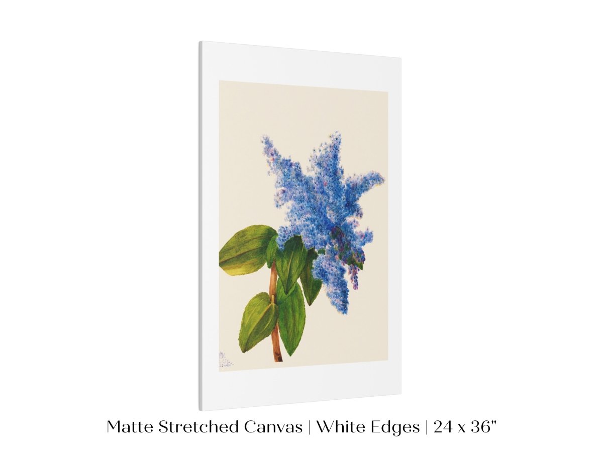 California Lilac Illustration | P107 - Single Art Prints - Piccolo Fiore Prints