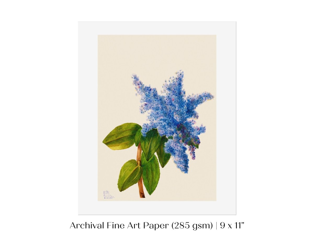California Lilac Illustration | P107 - Single Art Prints - Piccolo Fiore Prints