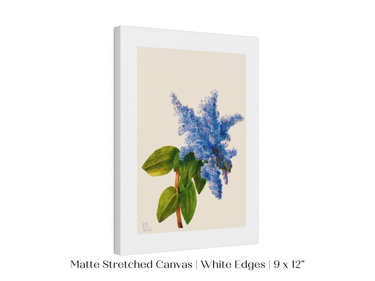 California Lilac Illustration | P107 - Single Art Prints - Piccolo Fiore Prints