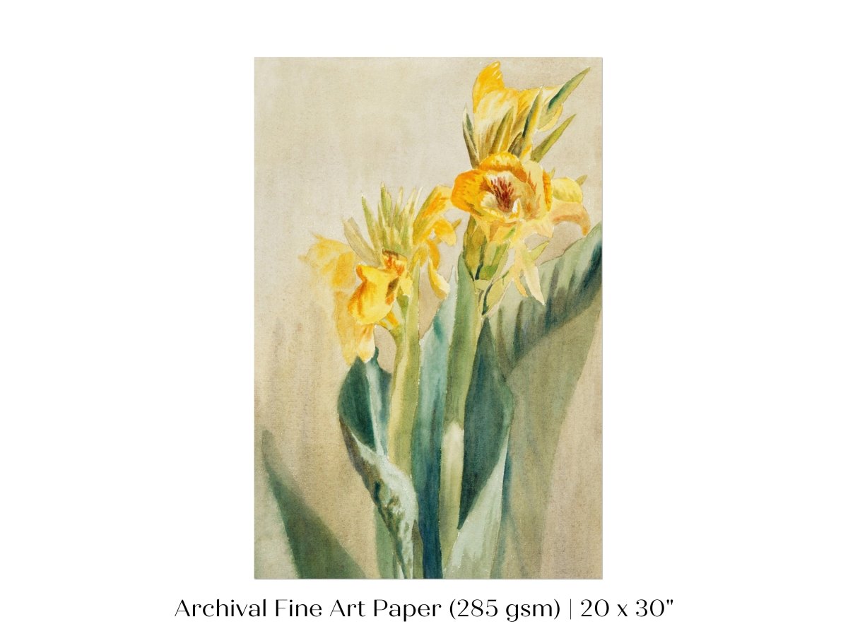 Cana Lily | P61 - Single Art Prints - Piccolo Fiore Prints