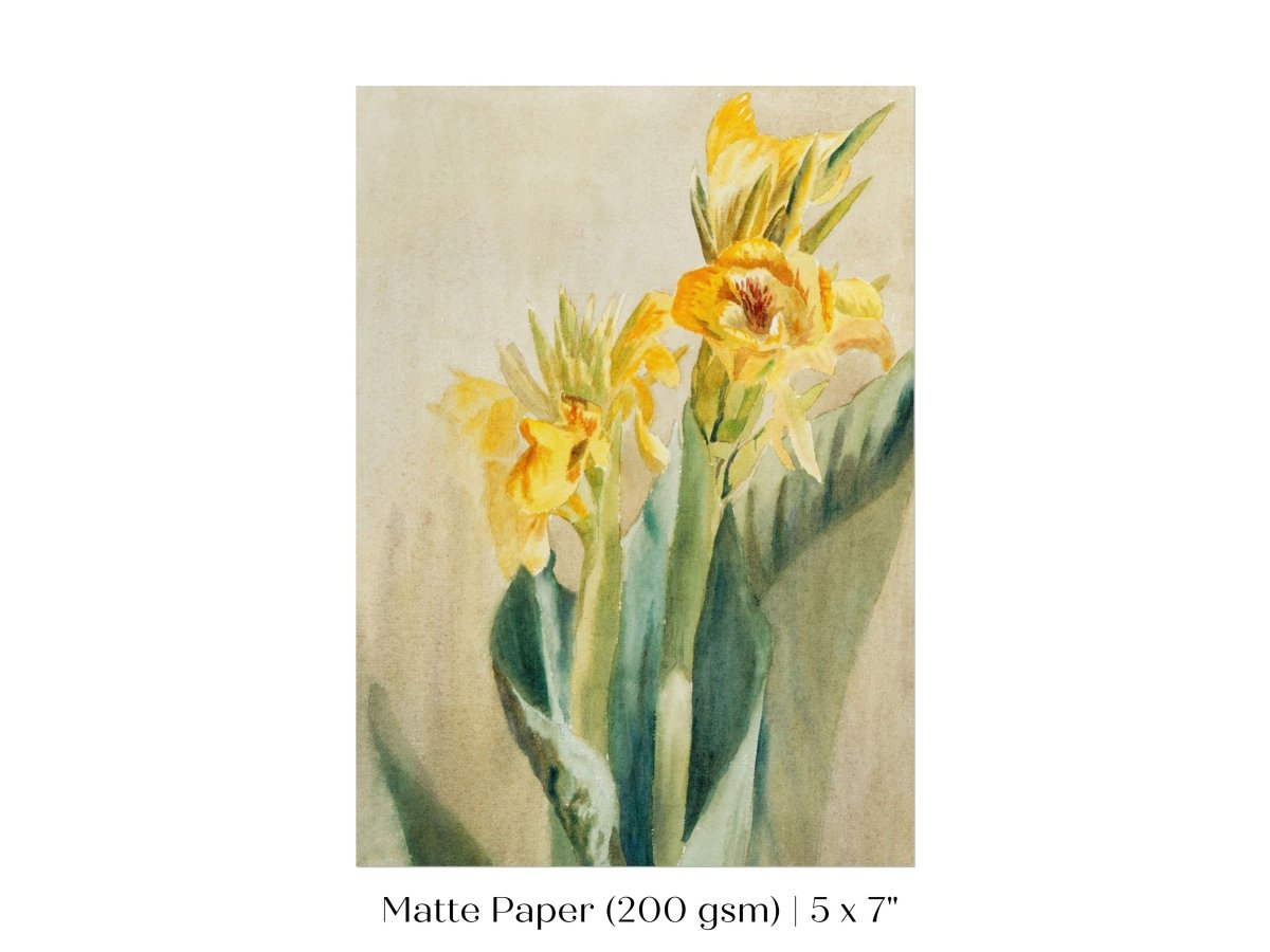 Cana Lily | P61 - Single Art Prints - Piccolo Fiore Prints