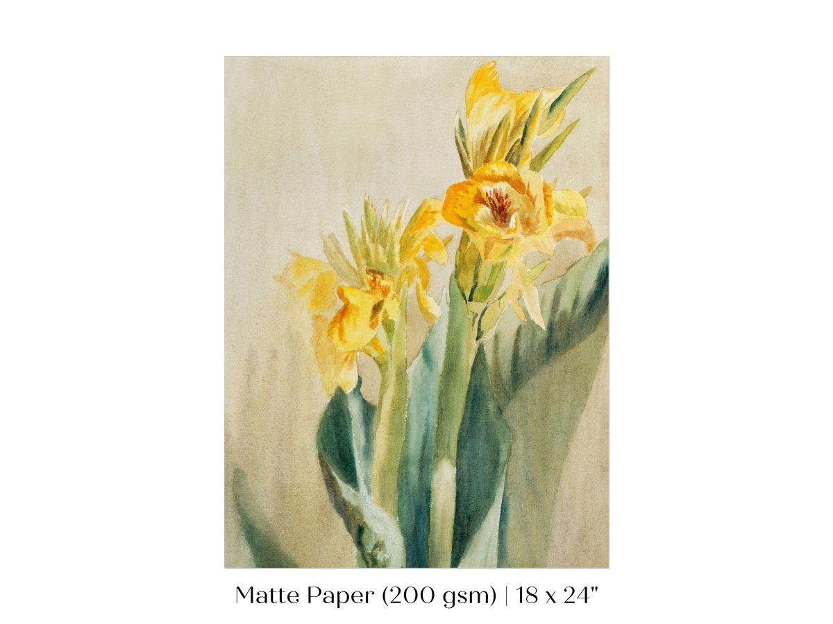 Cana Lily | P61 - Single Art Prints - Piccolo Fiore Prints