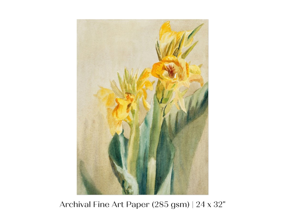 Cana Lily | P61 - Single Art Prints - Piccolo Fiore Prints