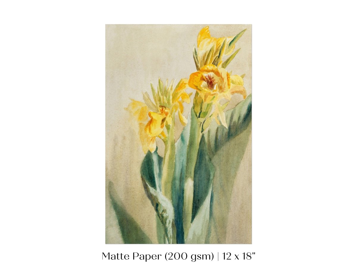 Cana Lily | P61 - Single Art Prints - Piccolo Fiore Prints