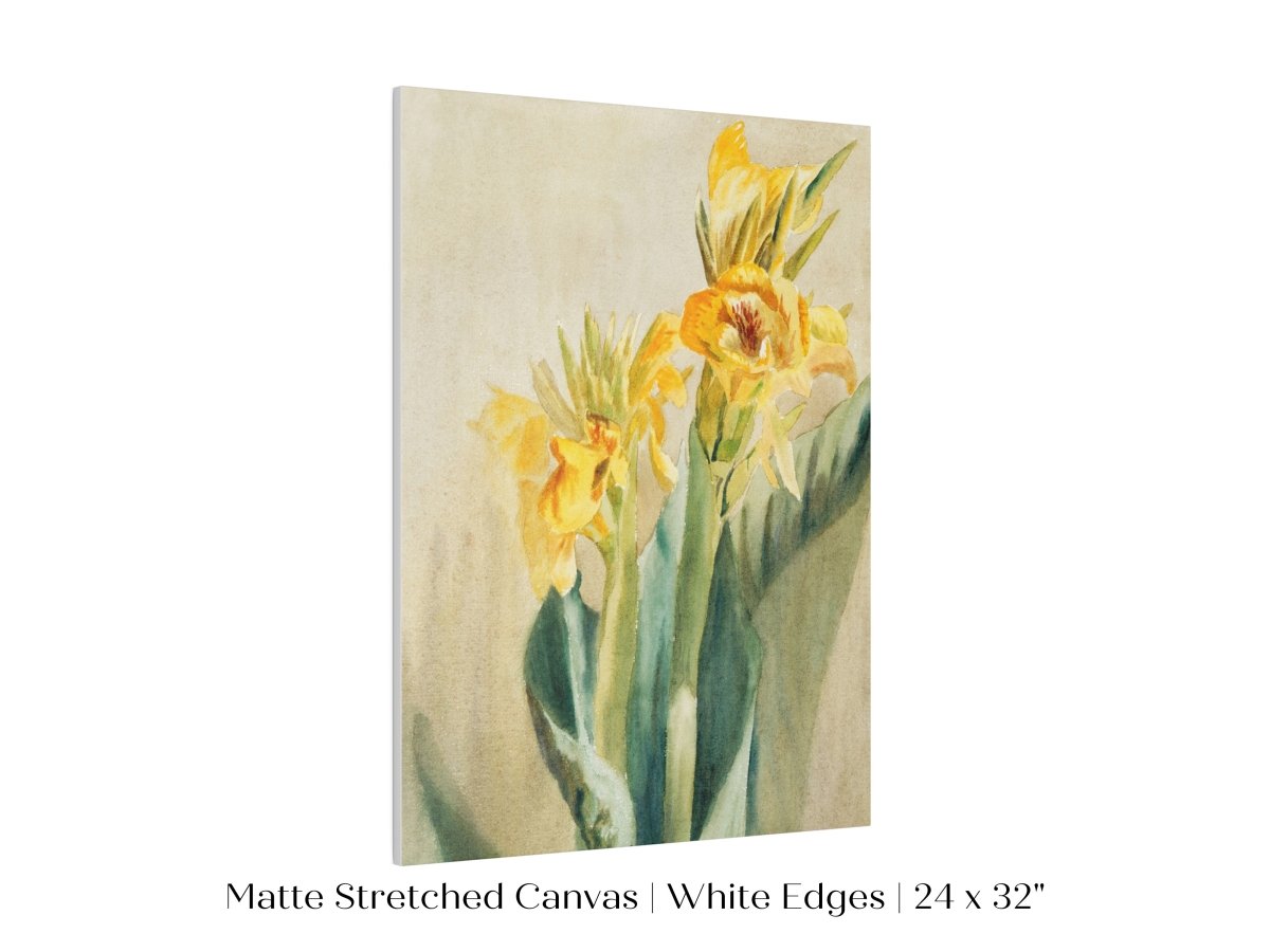 Cana Lily | P61 - Single Art Prints - Piccolo Fiore Prints