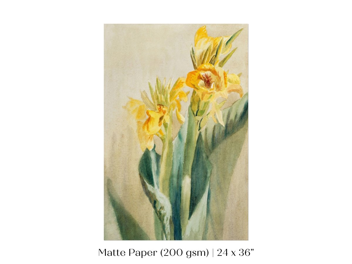 Cana Lily | P61 - Single Art Prints - Piccolo Fiore Prints