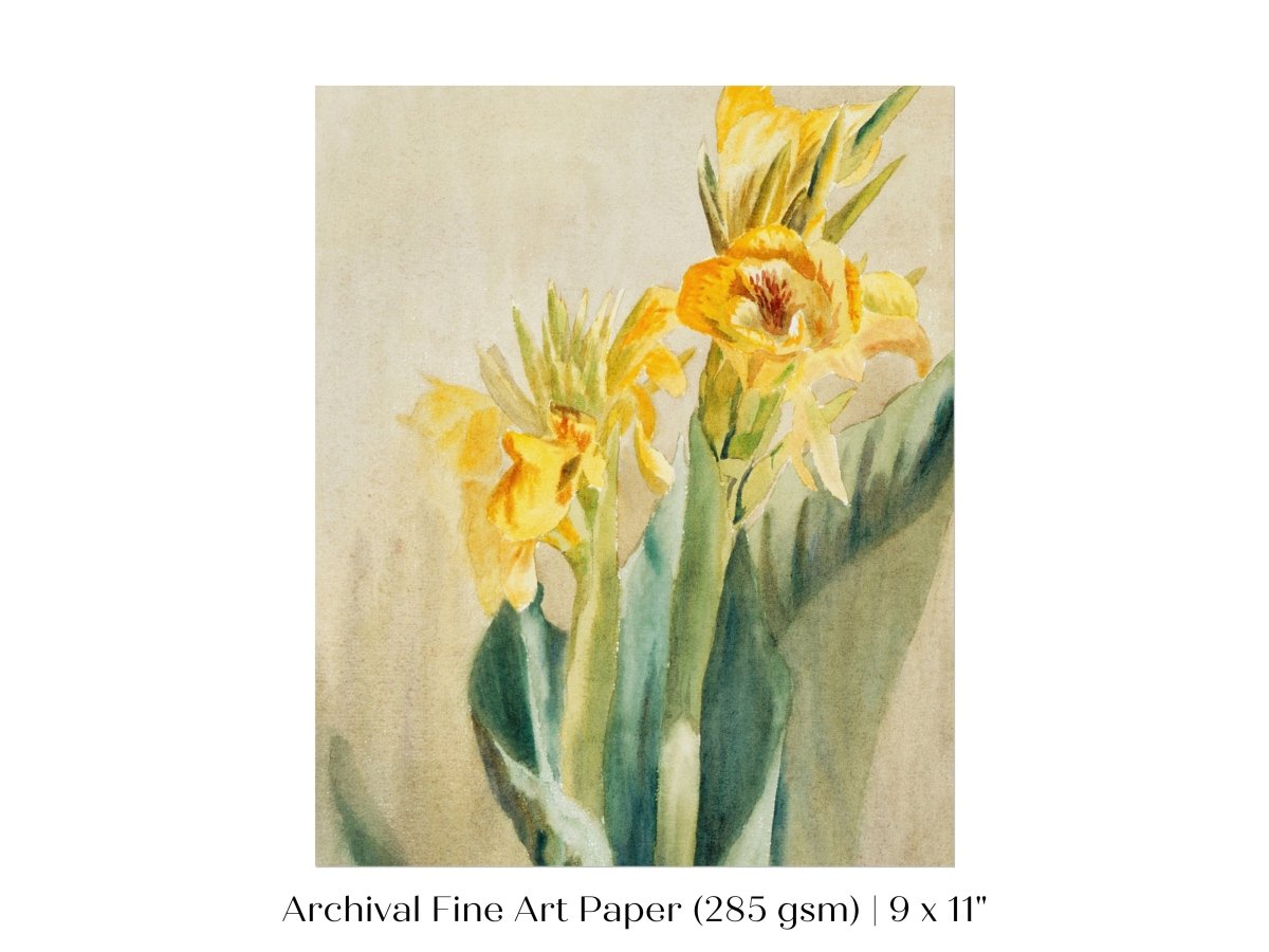 Cana Lily | P61 - Single Art Prints - Piccolo Fiore Prints