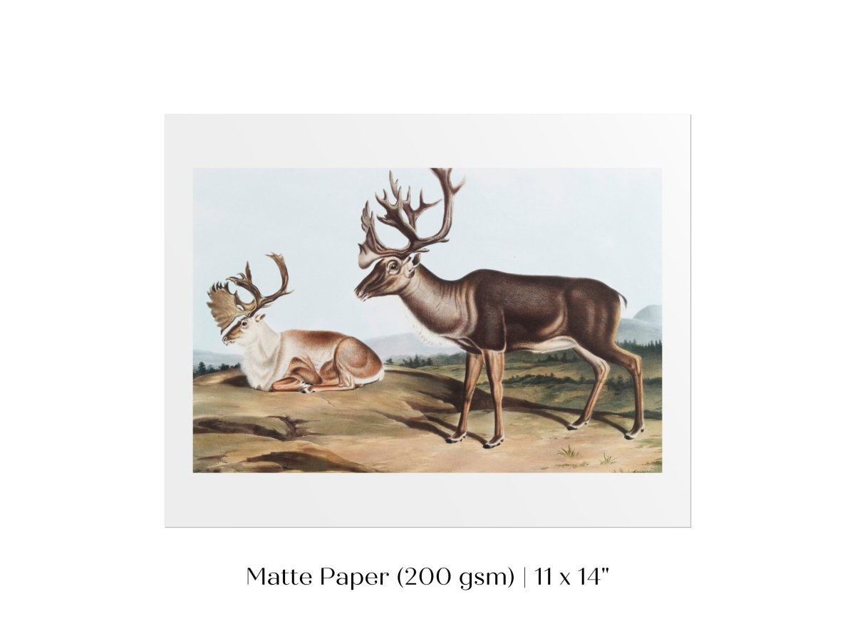 Caribou | P65 - Single Art Prints - Piccolo Fiore Prints