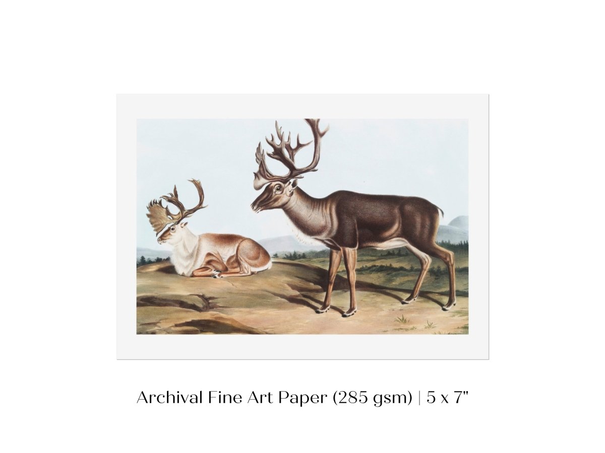 Caribou | P65 - Single Art Prints - Piccolo Fiore Prints