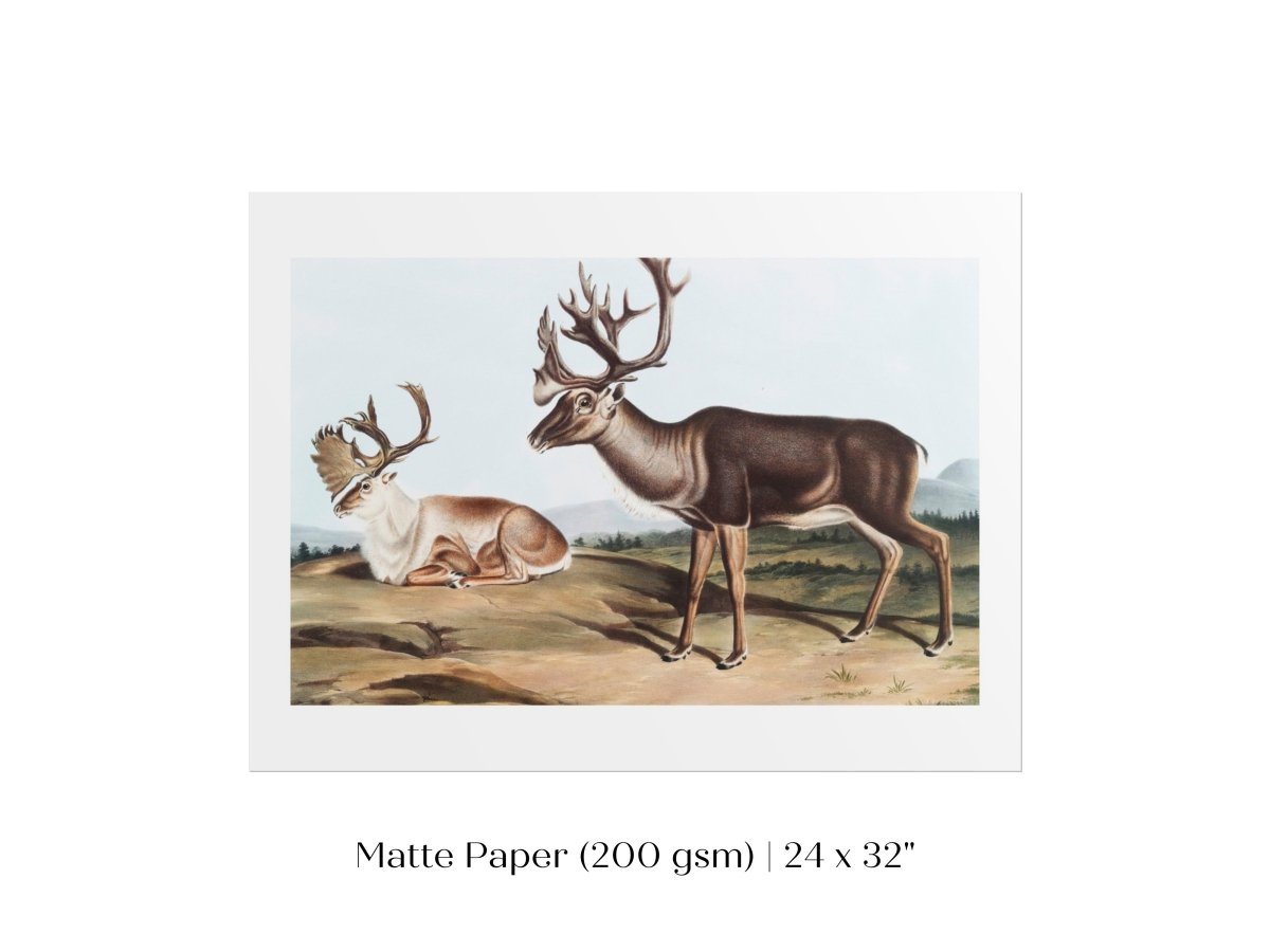 Caribou | P65 - Single Art Prints - Piccolo Fiore Prints