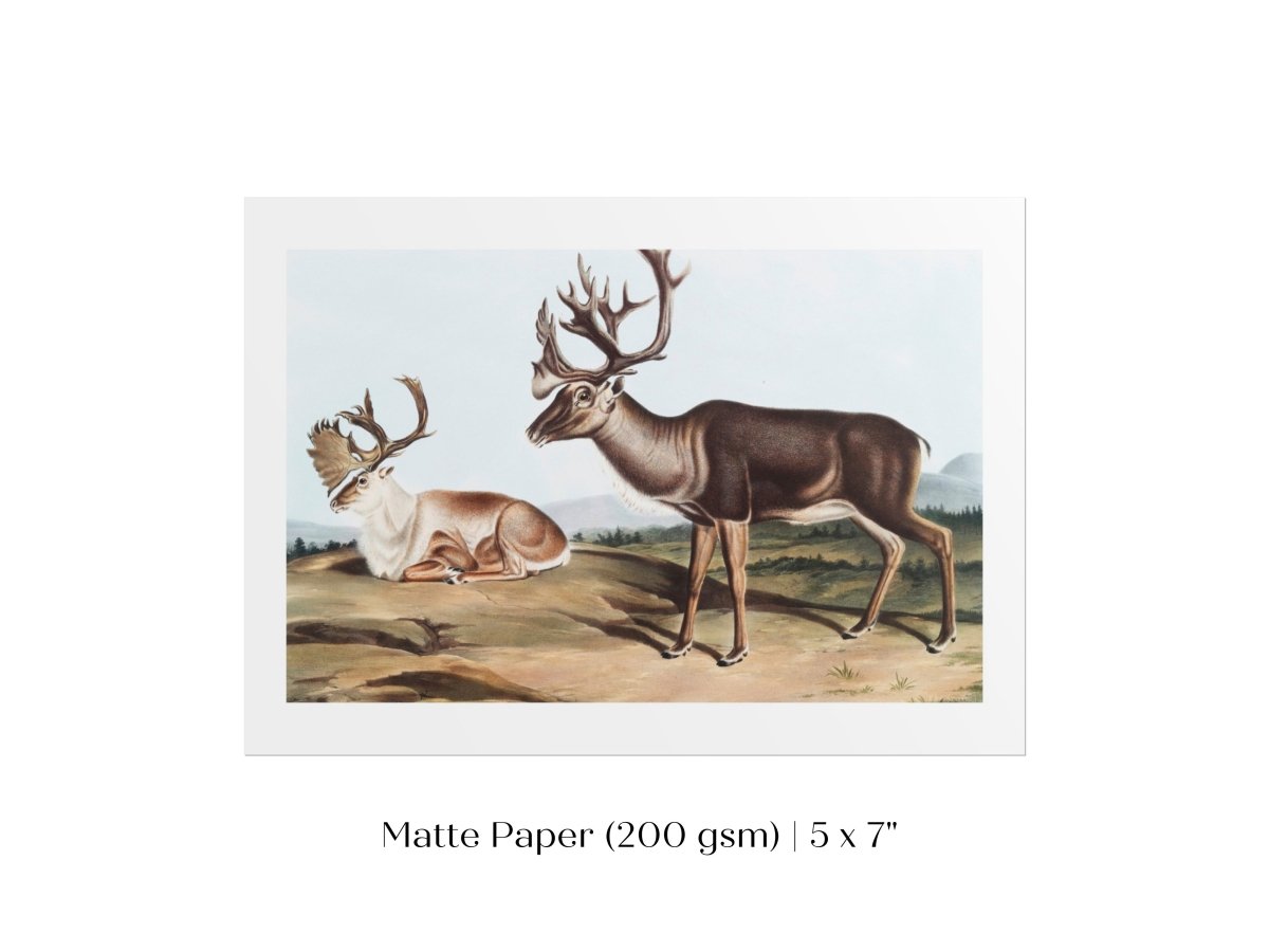 Caribou | P65 - Single Art Prints - Piccolo Fiore Prints