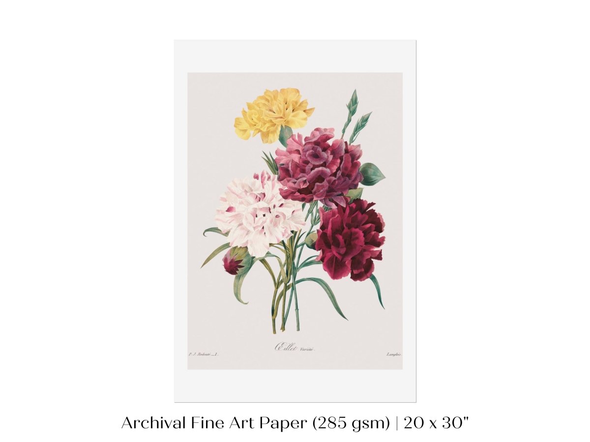 Carnations | P493 - Single Art Prints - Piccolo Fiore Prints