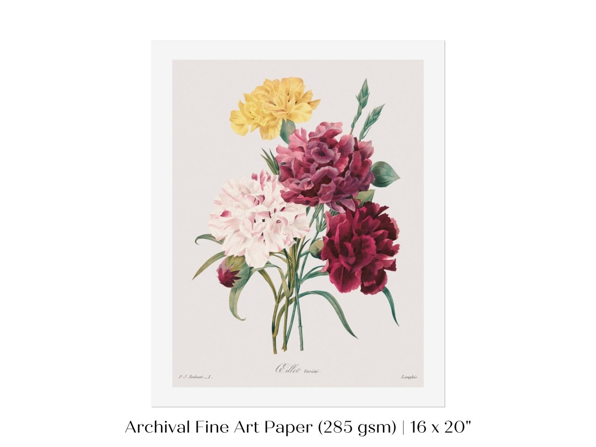 Carnations | P493 - Single Art Prints - Piccolo Fiore Prints