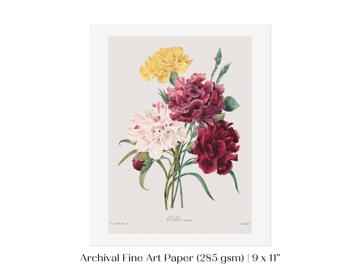 Carnations | P493 - Single Art Prints - Piccolo Fiore Prints