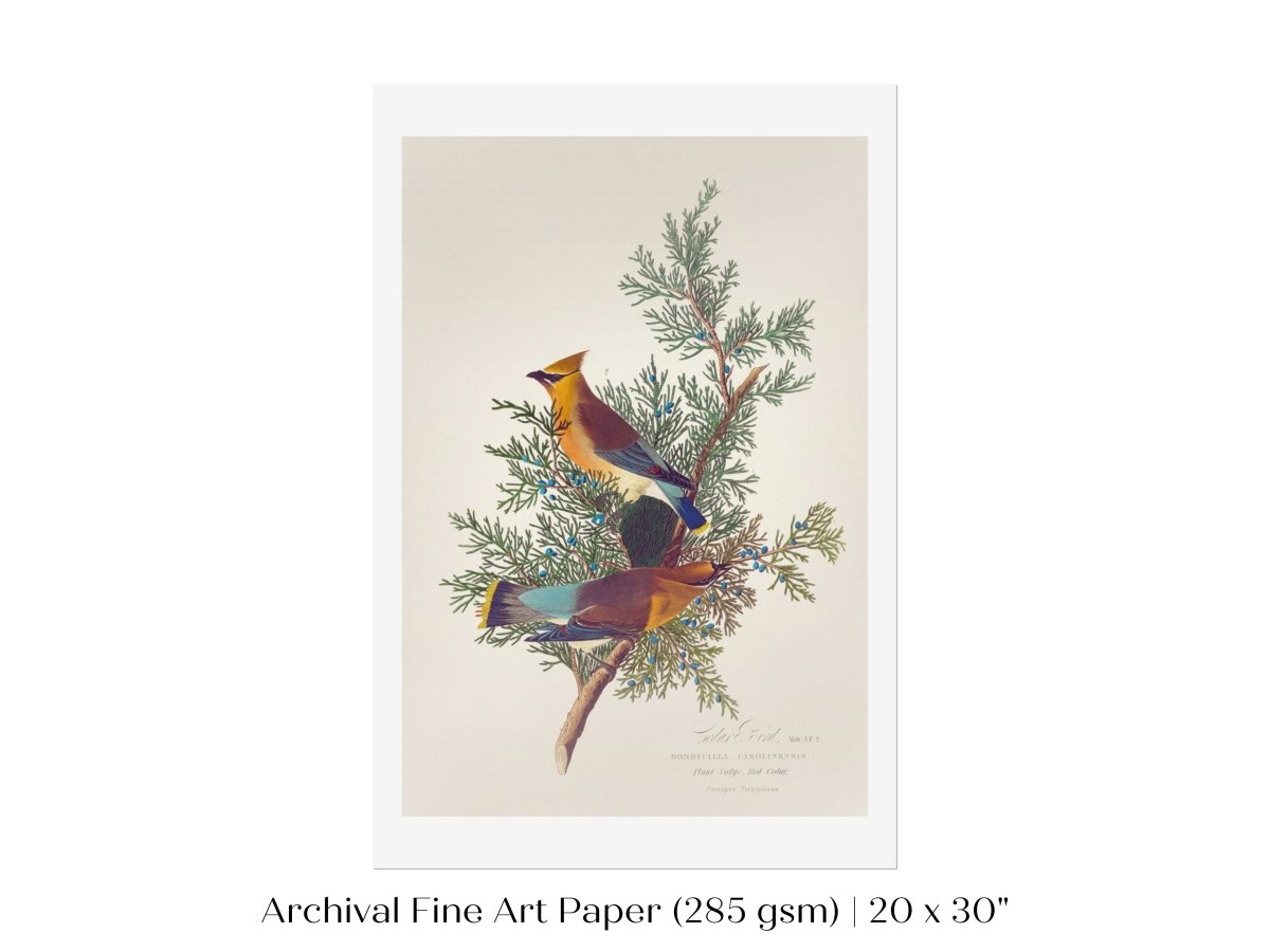 Cedar Bird Illustration | P378 - Single Art Prints - Piccolo Fiore Prints