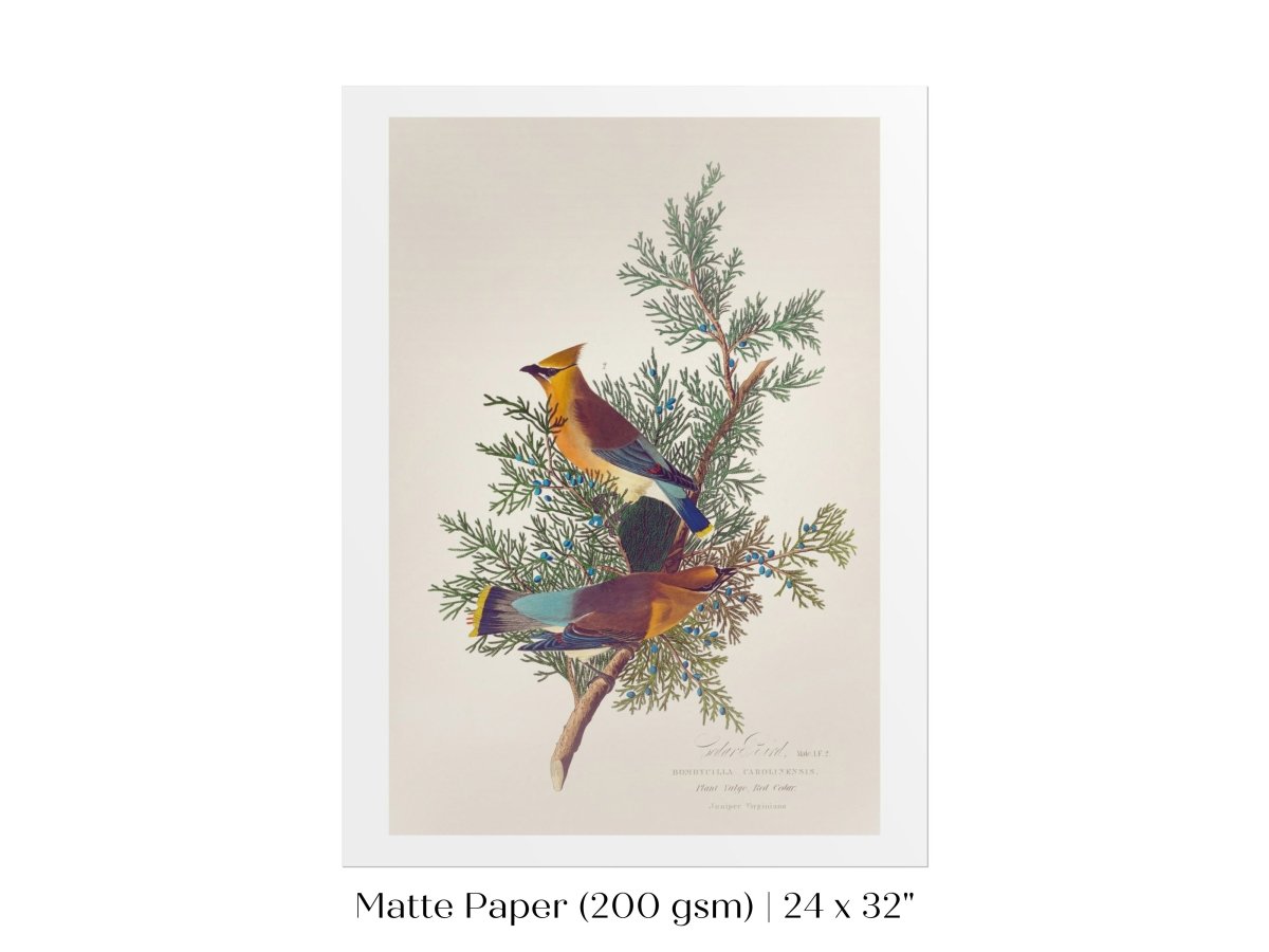 Cedar Bird Illustration | P378 - Single Art Prints - Piccolo Fiore Prints