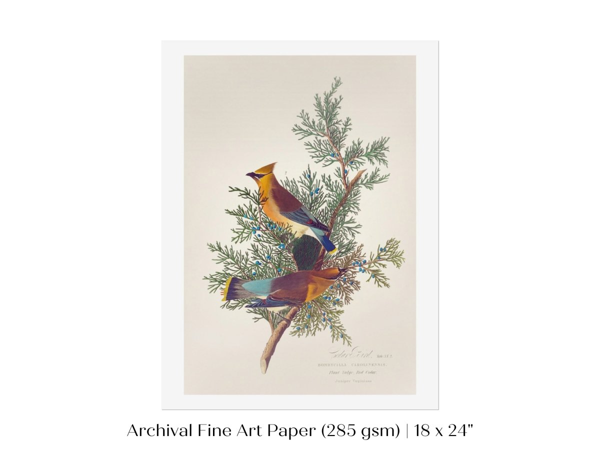 Cedar Bird Illustration | P378 - Single Art Prints - Piccolo Fiore Prints