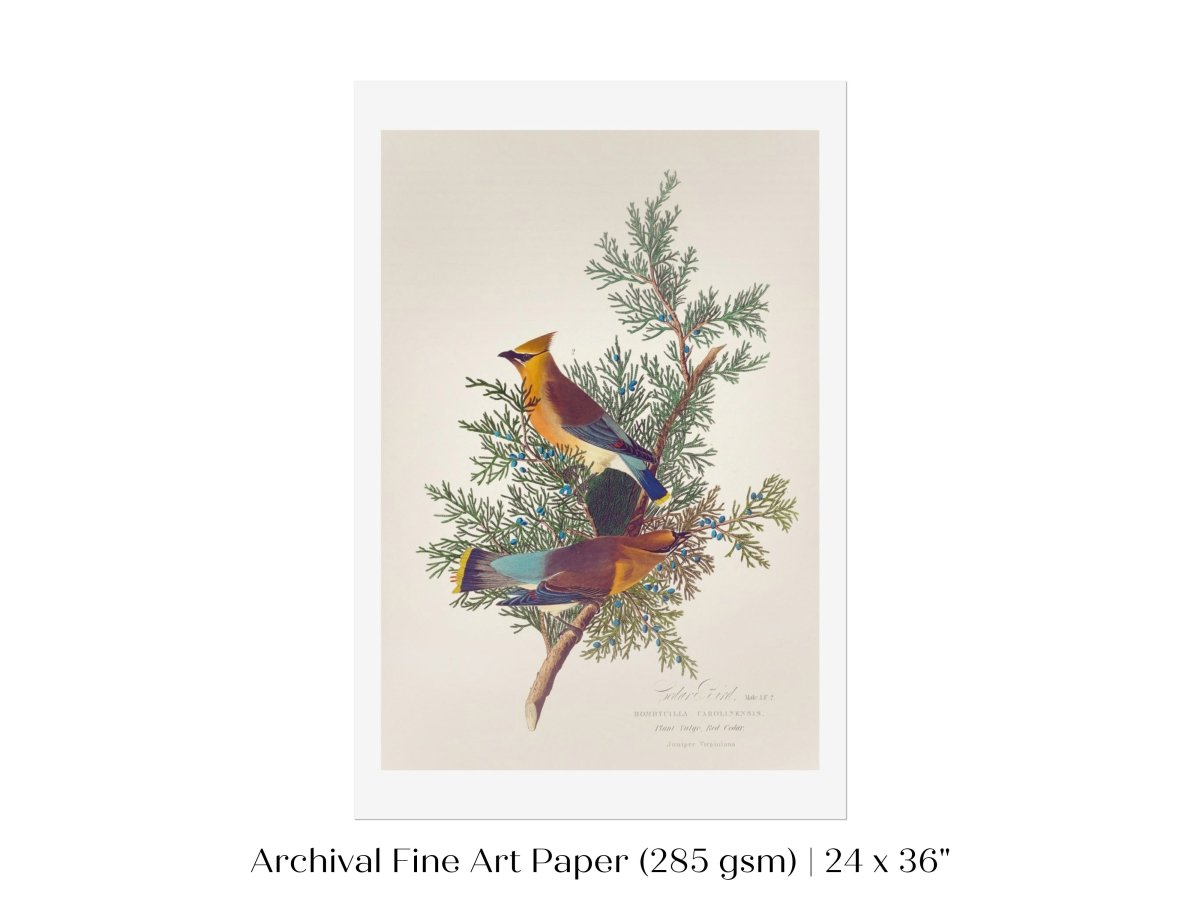 Cedar Bird Illustration | P378 - Single Art Prints - Piccolo Fiore Prints