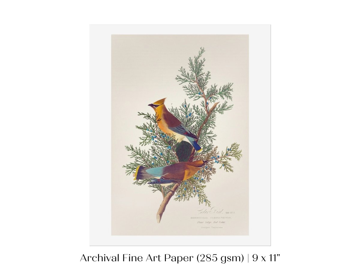 Cedar Bird Illustration | P378 - Single Art Prints - Piccolo Fiore Prints