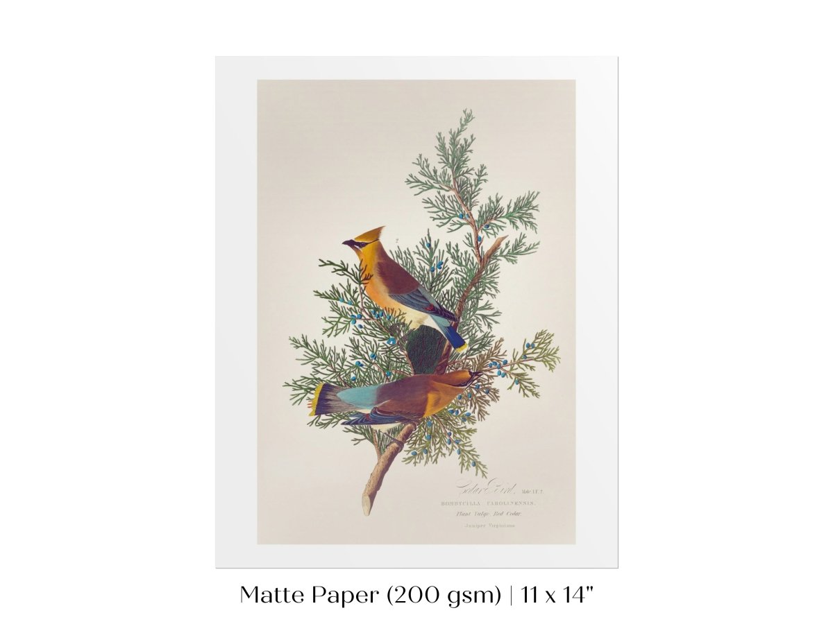 Cedar Bird Illustration | P378 - Single Art Prints - Piccolo Fiore Prints