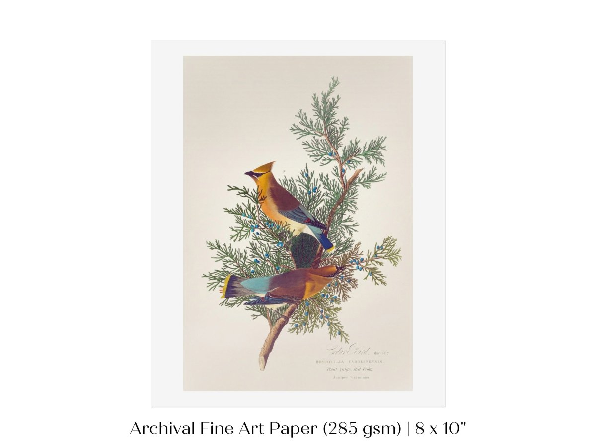 Cedar Bird Illustration | P378 - Single Art Prints - Piccolo Fiore Prints
