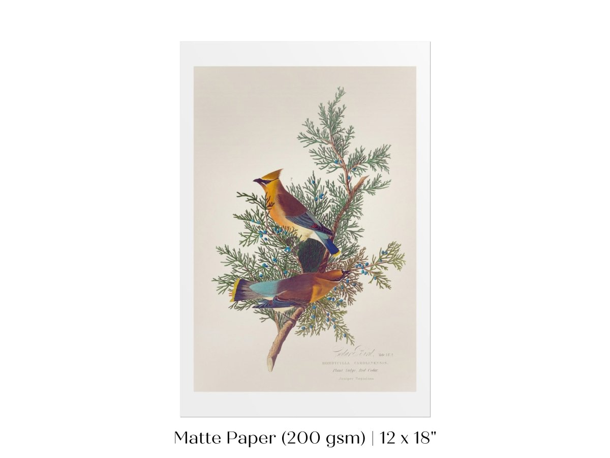 Cedar Bird Illustration | P378 - Single Art Prints - Piccolo Fiore Prints