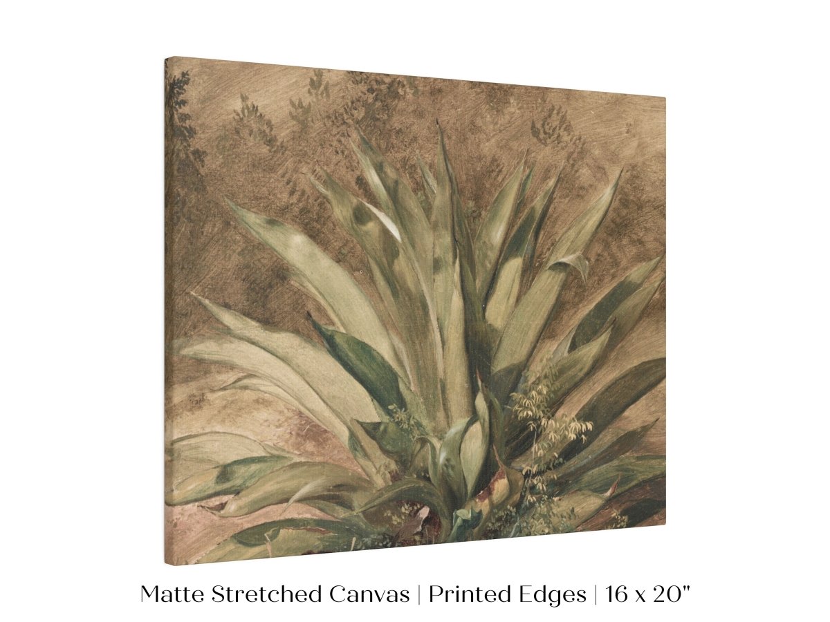Century Plant | P371 - Single Art Prints - Piccolo Fiore Prints