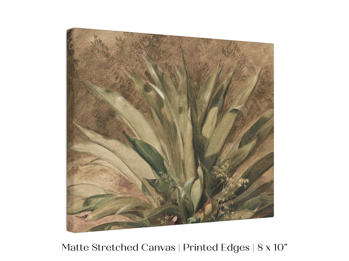 Century Plant | P371 - Single Art Prints - Piccolo Fiore Prints