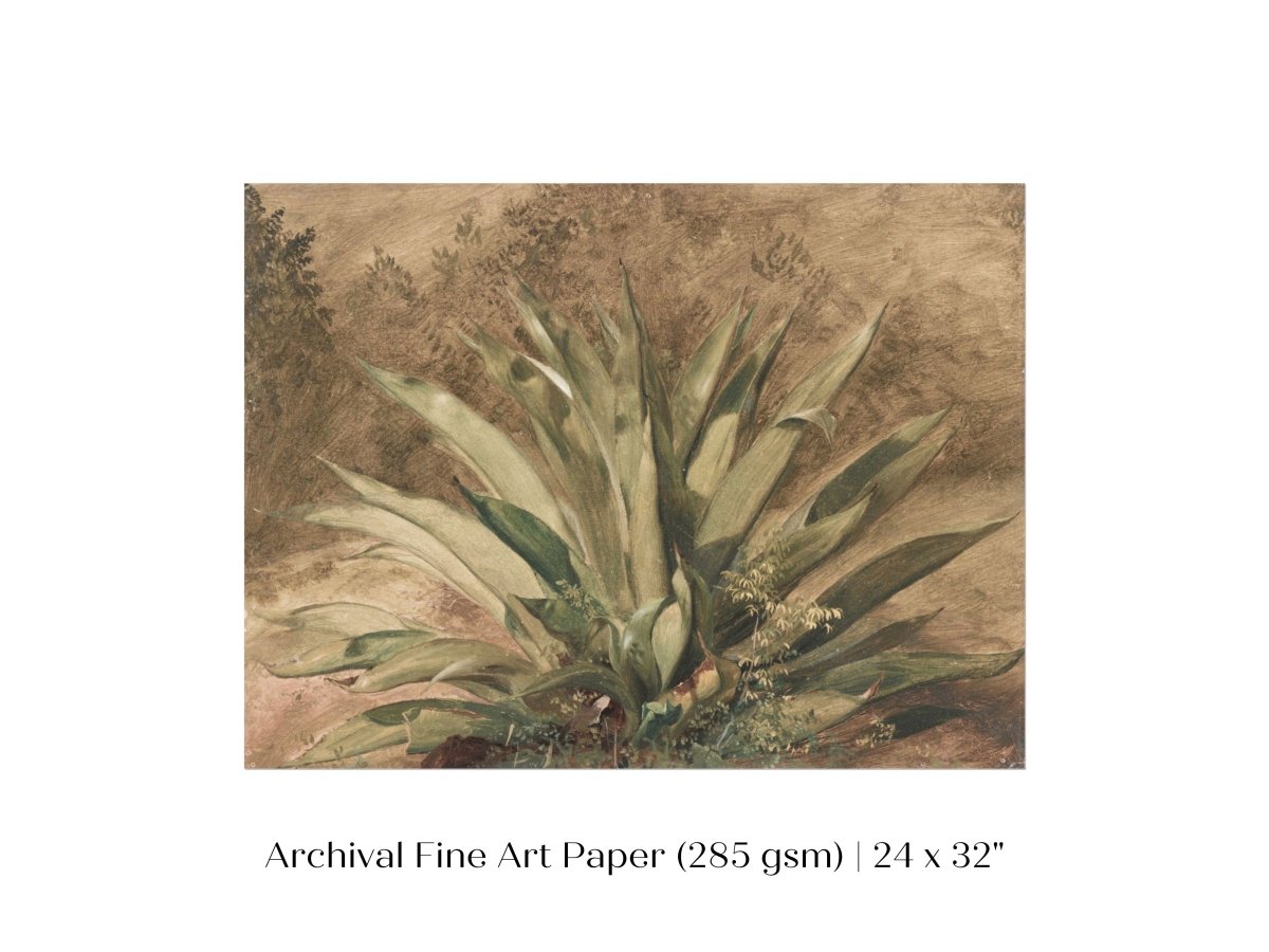 Century Plant | P371 - Single Art Prints - Piccolo Fiore Prints